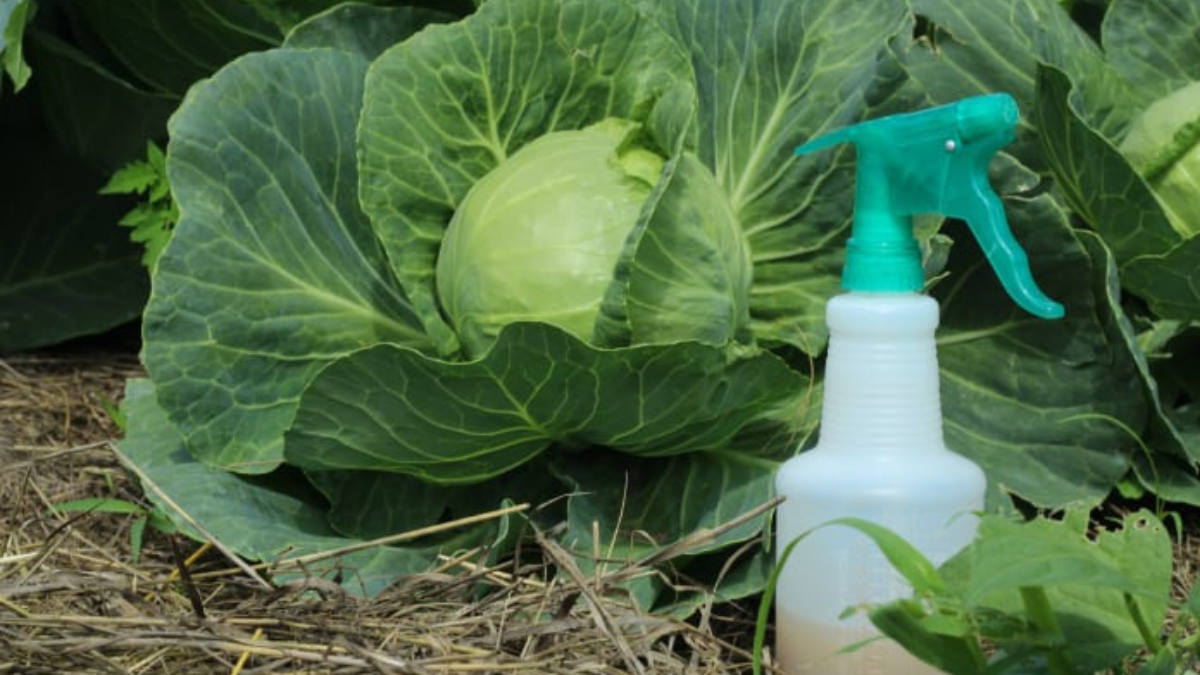Pest control for vegetable gardens