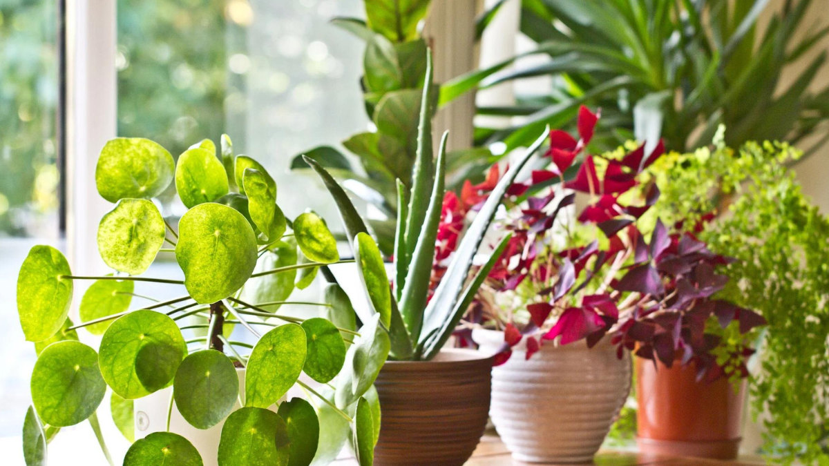 easy plants to grow at home