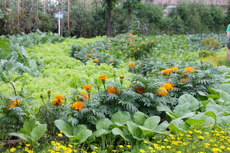Pest control for vegetable gardens