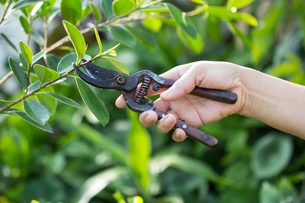Unlocking the Beauty of Your Garden: The Art and Science of Winter Pruning